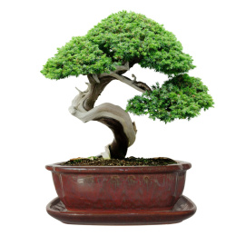 DONICA BONSAI Z PODSTAWKĄ CERAMICZNA SZKLIWIONA CZERWONA