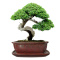 DONICA BONSAI Z PODSTAWKĄ CERAMICZNA SZKLIWIONA CZERWONA H:10x21x26,2cm