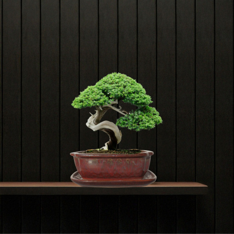 DONICA BONSAI Z PODSTAWKĄ CERAMICZNA SZKLIWIONA CZERWONA DONICA BONSAI Z PODSTAWKĄ CERAMICZNA SZKLIWIONA CZERWONA