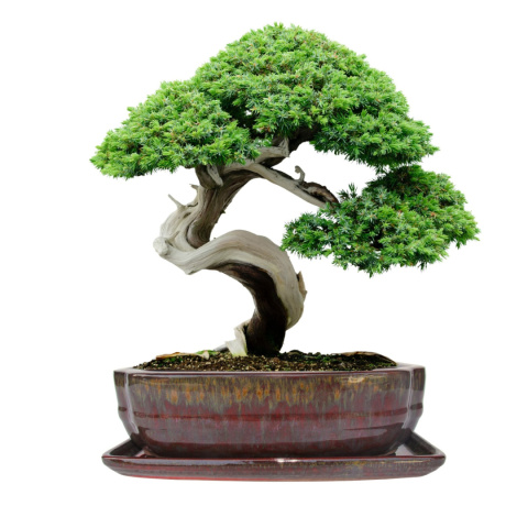 DONICA BONSAI Z PODSTAWKĄ CERAMICZNA SZKLIWIONA CZERWONA H:7x17x21,5cm