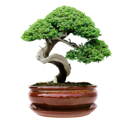 DONICA BONSAI Z PODSTAWKĄ CERAMICZNA SZKLIWIONA CZERWONA