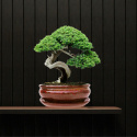 DONICA BONSAI Z PODSTAWKĄ CERAMICZNA SZKLIWIONA CZERWONA