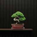 DONICA BONSAI Z PODSTAWKĄ CERAMICZNA SZKLIWIONA CZERWONA