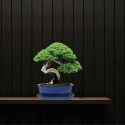 DONICA BONSAI Z PODSTAWKĄ CERAMICZNA SZKLIWIONA NIEBIESKA