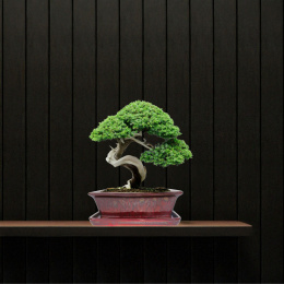 DONICA BONSAI Z PODSTAWKĄ CERAMICZNA SZKLIWIONA CZERWONA H:9,5x21x27cm