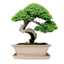 DONICA BONSAI Z PODSTAWKĄ CERAMICZNA SZKLIWIONA KREMOWA H:9x17x21,2cm