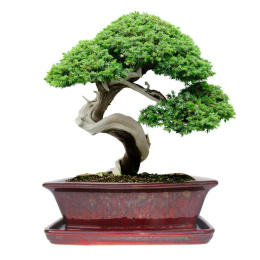 DONICA BONSAI Z PODSTAWKĄ CERAMICZNA SZKLIWIONA CZERWONA H:9,5x21x27cm