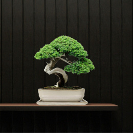 DONICA BONSAI Z PODSTAWKĄ CERAMICZNA SZKLIWIONA KREMOWA H:7x17x21,5cm