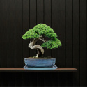 DONICA BONSAI Z PODSTAWKĄ CERAMICZNA SZKLIWIONA TURKUSOWA H:7x17x21,5cm