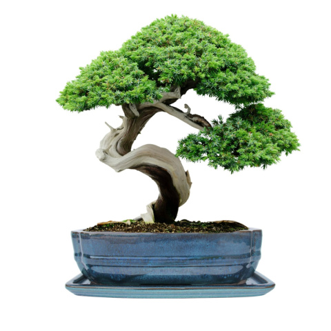 DONICA BONSAI Z PODSTAWKĄ CERAMICZNA SZKLIWIONA TURKUSOWA H:7x17x21,5cm