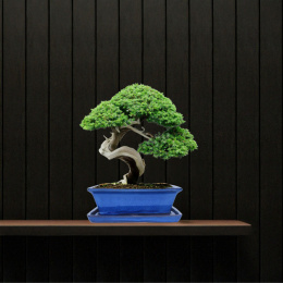 DONICA BONSAI Z PODSTAWKĄ CERAMICZNA SZKLIWIONA NIEBIESKA H:9x17x21,2cm