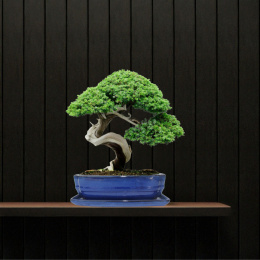 DONICA BONSAI Z PODSTAWKĄ CERAMICZNA SZKLIWIONA NIEBIESKA H:7x17x21,5cm