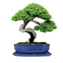 DONICA BONSAI Z PODSTAWKĄ CERAMICZNA SZKLIWIONA NIEBIESKA H:7x17x21,5cm