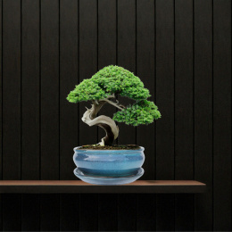 DONICA BONSAI Z PODSTAWKĄ CERAMICZNA SZKLIWIONA TURKUSOWA H:8,5x16,5x21,2cm