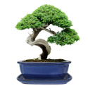 DONICA BONSAI Z PODSTAWKĄ CERAMICZNA SZKLIWIONA NIEBIESKA