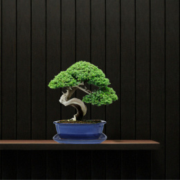 DONICA BONSAI Z PODSTAWKĄ CERAMICZNA SZKLIWIONA NIEBIESKA