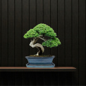 DONICA BONSAI Z PODSTAWKĄ CERAMICZNA SZKLIWIONA TURKUSOWA