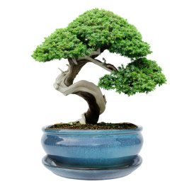 DONICA BONSAI Z PODSTAWKĄ CERAMICZNA SZKLIWIONA TURKUSOWA H:8,5x16,5x21,2cm