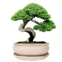 DONICA BONSAI Z PODSTAWKĄ CERAMICZNA SZKLIWIONA KREMOWA H:8,5x16,5x21,2cm