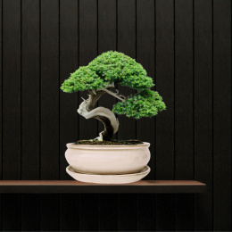 DONICA BONSAI Z PODSTAWKĄ CERAMICZNA SZKLIWIONA KREMOWA H:8,5x16,5x21,2cm