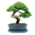 DONICA BONSAI Z PODSTAWKĄ CERAMICZNA SZKLIWIONA TURKUSOWA H:8,8x17x21,5cm