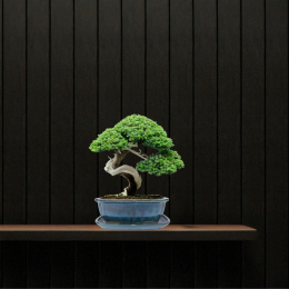 DONICA BONSAI Z PODSTAWKĄ CERAMICZNA SZKLIWIONA TURKUSOWA H:8,8x17x21,5cm