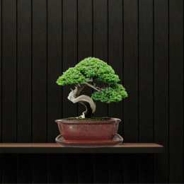 DONICA BONSAI Z PODSTAWKĄ CERAMICZNA SZKLIWIONA CZERWONA H:7x17x21,5cm