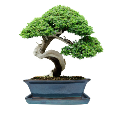 DONICA BONSAI Z PODSTAWKĄ CERAMICZNA SZKLIWIONA TURKUSOWA