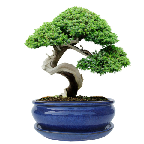 DONICA BONSAI Z PODSTAWKĄ CERAMICZNA SZKLIWIONA NIEBIESKA H:8,5x16,5x21,2cm