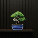 DONICA BONSAI Z PODSTAWKĄ CERAMICZNA SZKLIWIONA NIEBIESKA H:8,5x16,5x21,2cm