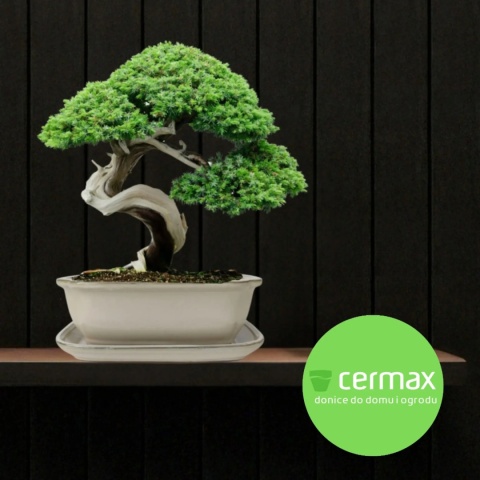 DONICA BONSAI Z PODSTAWKĄ CERAMICZNA SZKLIWIONA KREMOWA H:10x21x26,2cm