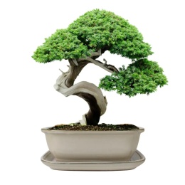DONICA BONSAI Z PODSTAWKĄ CERAMICZNA SZKLIWIONA KREMOWA H:8,8x17x21,5cm