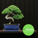 DONICA BONSAI Z PODSTAWKĄ CERAMICZNA SZKLIWIONA NIEBIESKA H:10x21x26,2cm