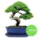 DONICA BONSAI Z PODSTAWKĄ CERAMICZNA SZKLIWIONA NIEBIESKA H:10x21x26,2cm