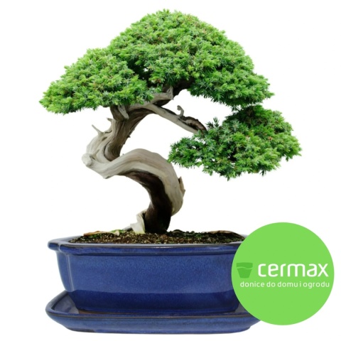 DONICA BONSAI Z PODSTAWKĄ CERAMICZNA SZKLIWIONA NIEBIESKA H:10x21x26,2cm