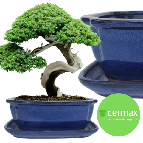 DONICA BONSAI Z PODSTAWKĄ CERAMICZNA SZKLIWIONA NIEBIESKA H:10x21x26,2cm
