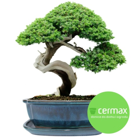 DONICA BONSAI Z PODSTAWKĄ CERAMICZNA SZKLIWIONA TURKUSOWA H:8,8x17x21,5cm