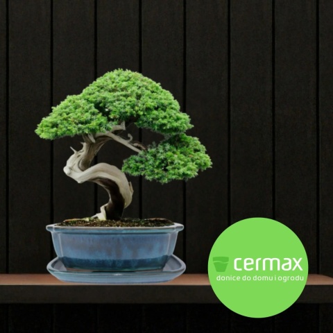DONICA BONSAI Z PODSTAWKĄ CERAMICZNA SZKLIWIONA TURKUSOWA H:8,8x17x21,5cm