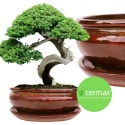 DONICA BONSAI Z PODSTAWKĄ CERAMICZNA SZKLIWIONA CZERWONA H:8,5x16,5x21,2cm