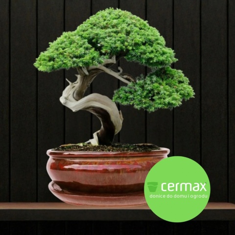 DONICA BONSAI Z PODSTAWKĄ CERAMICZNA SZKLIWIONA CZERWONA H:8,5x16,5x21,2cm