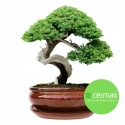 DONICA BONSAI Z PODSTAWKĄ CERAMICZNA SZKLIWIONA CZERWONA H:8,5x16,5x21,2cm