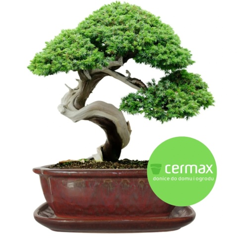 DONICA BONSAI Z PODSTAWKĄ CERAMICZNA SZKLIWIONA CZERWONA H:8,8x17x21,5cm