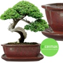 DONICA BONSAI Z PODSTAWKĄ CERAMICZNA SZKLIWIONA CZERWONA H:8,8x17x21,5cm