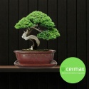 DONICA BONSAI Z PODSTAWKĄ CERAMICZNA SZKLIWIONA CZERWONA H:8,8x17x21,5cm