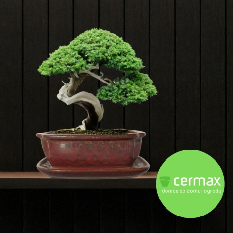 DONICA BONSAI Z PODSTAWKĄ CERAMICZNA SZKLIWIONA CZERWONA H:8,8x17x21,5cm