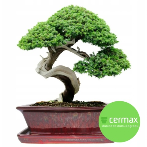 DONICA BONSAI Z PODSTAWKĄ CERAMICZNA SZKLIWIONA CZERWONA H:9,5x21x27cm