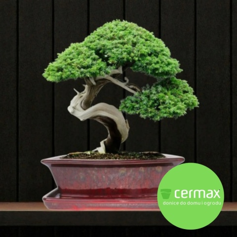 DONICA BONSAI Z PODSTAWKĄ CERAMICZNA SZKLIWIONA CZERWONA H:9,5x21x27cm