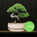 DONICA BONSAI Z PODSTAWKĄ CERAMICZNA SZKLIWIONA KREMOWA H:10x20,8x25,5cm