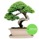 DONICA BONSAI Z PODSTAWKĄ CERAMICZNA SZKLIWIONA KREMOWA H:9x17x21,2cm