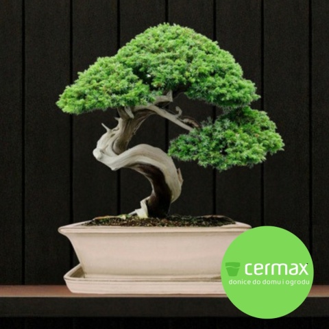 DONICA BONSAI Z PODSTAWKĄ CERAMICZNA SZKLIWIONA KREMOWA H:9,5x21x27cm